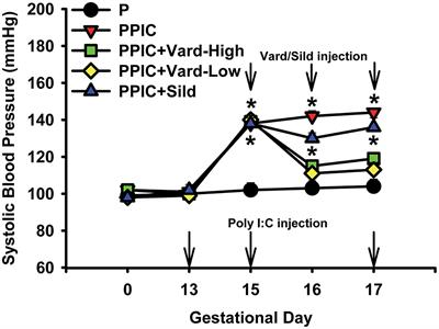 High Dose Vardenafil Blunts the Hypertensive Effects of Toll-Like Receptor 3 Activation During Pregnancy
